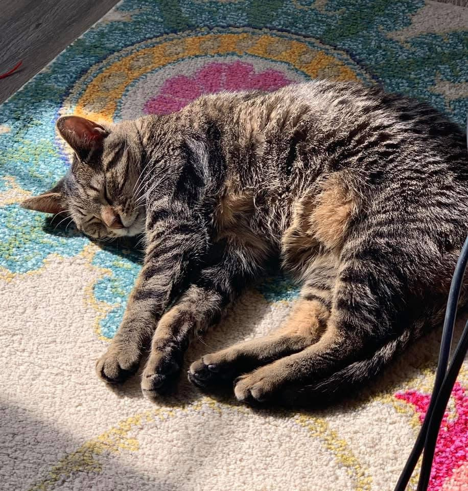 From Feral to Fearless