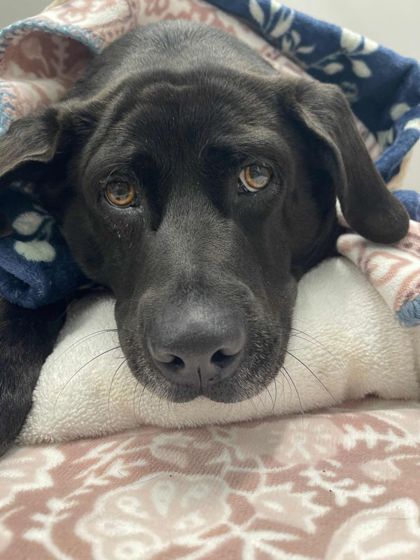 Slowing Down to Heal: Insights from Piper’s Recovery